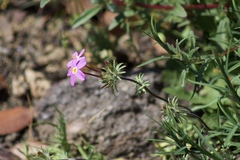 Leptosiphon latisectus