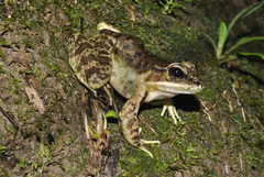 Lithobates maculatus