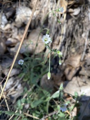 Cerastium texanum
