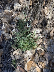 Cerastium texanum