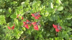 Salvia microphylla microphylla