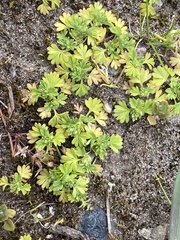 Alchemilla australis