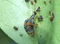 Ocyptamus gastrostactus