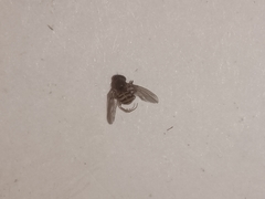 Diptera
