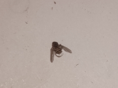 Diptera