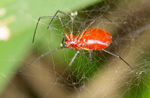 Black-tailed Red Sheetweaver