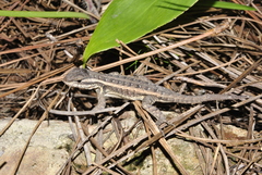Sceloporus squamosus