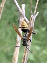 Polistes cinerascens
