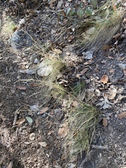 Piptochaetium fimbriatum