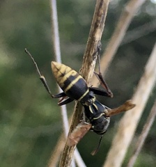 Polistes cinerascens