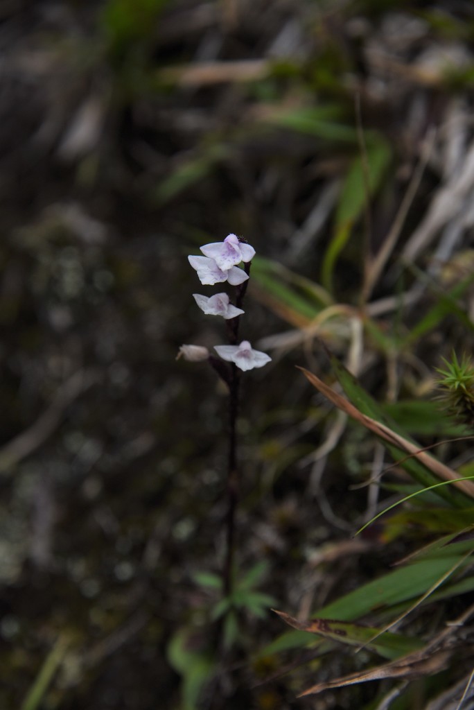 Cynorkis breviplectra