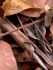 Neoponera apicalis