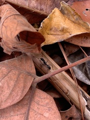 Neoponera apicalis