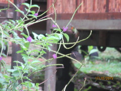 Heliodoxa aurescens