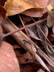 Neoponera apicalis