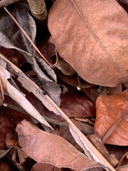 Neoponera apicalis
