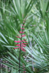 Erythrina herbacea image