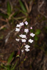 Cynorkis breviplectra image