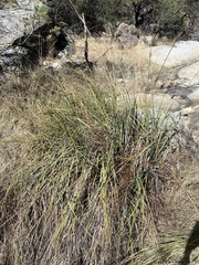 Carex ultra