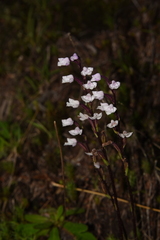 Cynorkis breviplectra image