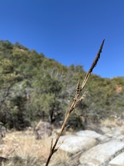 Carex ultra