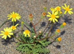 Senecio gallicus