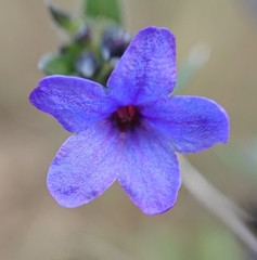 Lithodora fruticosa