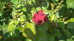 Rosa