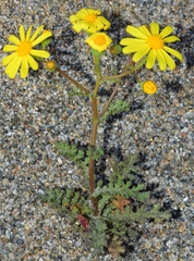 Senecio gallicus