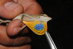 Anolis unilobatus