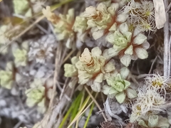 Raoulia parkii