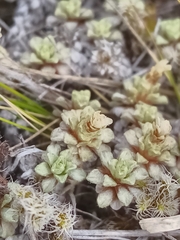 Raoulia parkii