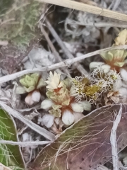 Raoulia parkii