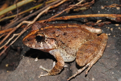 Craugastor laevissimus