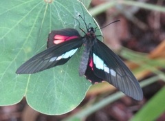 Parides neophilus