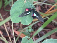 Parides neophilus
