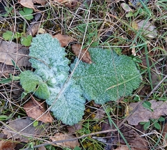 Salvia aethiopis
