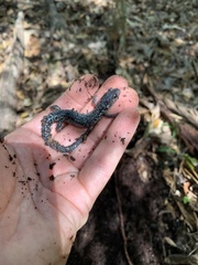 Plethodon variolatus