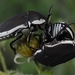 Paleopragma cabellai - Photo (c) Insect Spotlight Project - Garrison W. Piel, μερικά δικαιώματα διατηρούνται (CC BY-SA), uploaded by Insect Spotlight Project - Garrison W. Piel