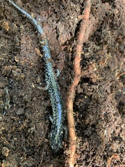 Plethodon variolatus