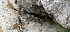 Vipera ammodytes ammodytes