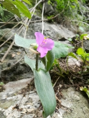 Tradescantia sillamontana