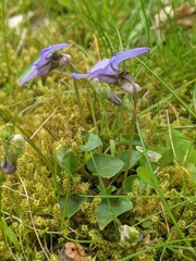 Viola riviniana