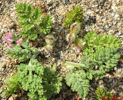 Daucus pumilus