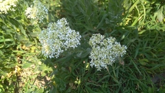 Lepidium draba