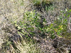 Rhus chondroloma