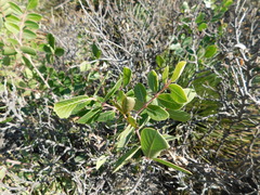 Rhus chondroloma
