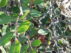 Rhus chondroloma