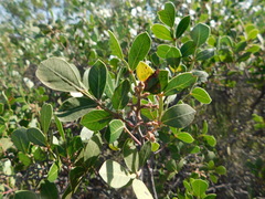 Rhus chondroloma