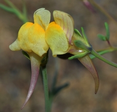 Linaria pedunculata